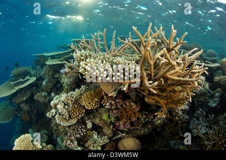 Riff bedeckt mit Hartkorallen, Acropora SP., Ari Atoll, Malediven Stockfoto