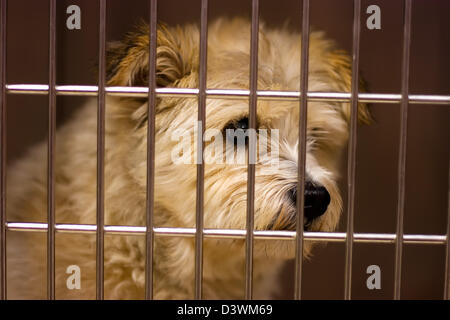 Ein Hund schaut aus seinem Käfig, die Sehnsucht, frei zu sein Stockfoto