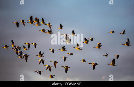 Graugans, graue Gans, Anser Anser im Formationsflug. Stockfoto