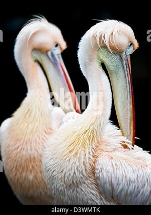 Zwei große weiße Pelikane putzen ihr Gefieder im Zoo in Frankfurt Main, Deutschland, 25. Februar 2013. Foto: Nicolas Armer/Dpa/Alamy Live News Stockfoto