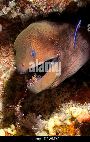 Giant Moray gereinigt von Putzergarnelen, Gymnothorax Javanicus, Ari Atoll, Malediven Stockfoto