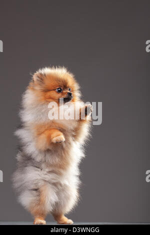 Zverg Spitz, Deutscher Zwergspitz Welpen, acht Monate alt Stockfoto