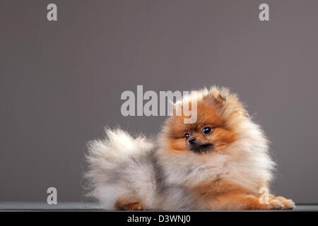 Zverg Spitz, Deutscher Zwergspitz Welpen, acht Monate alt Stockfoto