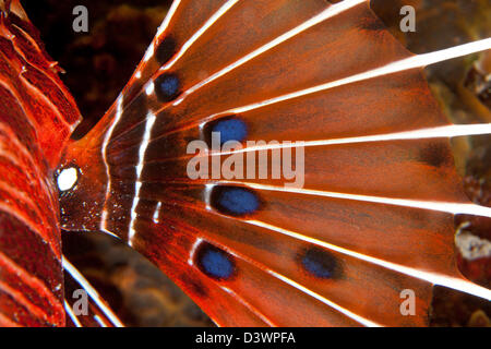 Brustflosse Spotfin Lionfish, Pterois Antennata, Ari Atoll, Malediven Stockfoto