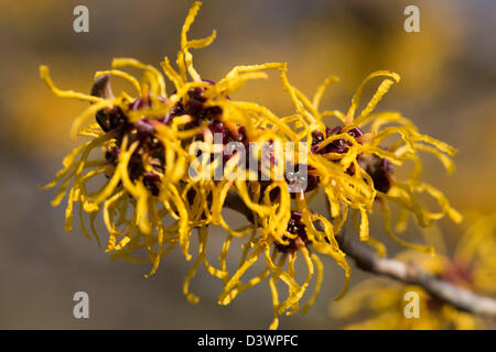 Blüten der Zaubernuss, Hamamelis Intermedia, Februar 2013 Stockfoto