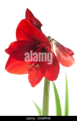 AMARYLLIS ROT LION Stockfoto