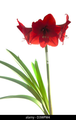 AMARYLLIS ROT LION Stockfoto