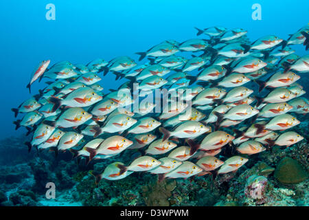 Schwarm von Buckelwalen Red Snapper, Lutjanus Gibbus, Felidhu Atoll, Malediven Stockfoto