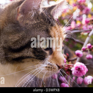 Esther ist um eine Zier Kirschbaum im Garten meiner Eltern. Stockfoto