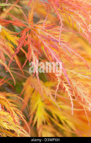 ACER PALMATUM VAR DISSECTUM Stockfoto