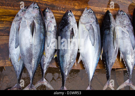 FRISCH GEFANGENEN THUNFISCH IN SRI LANKA FISCH AUS DEM INDISCHEN OZEAN Stockfoto