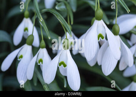 Schneeglöckchen, Galanthus S Arnott, Februar 2013 Stockfoto