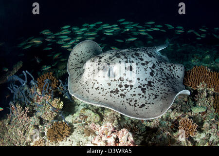 Marbled Stingray Jagd bei Nacht, Taeniura Meyeni, Ari Atoll, Malediven Stockfoto