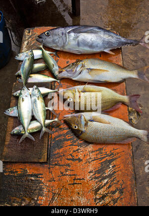 FANGFRISCHE INDISCHEN OZEAN FISCH ZUM VERKAUF IN SRILANKA Stockfoto