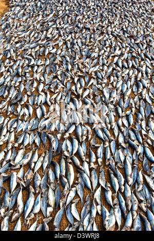 TAUSENDE VON SONNE GETROCKNETEM FISCH AUF EINER MATTE ÜBER EINEN SANDSTRAND IN SRILANKA Stockfoto