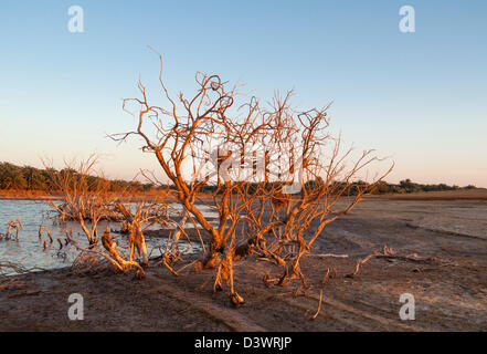 Al Kastaniensorten See in der Nähe der Oase Bahariya, westliche Wüste, Ägypten Stockfoto