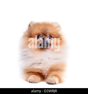 Zverg Spitz, Deutscher Zwergspitz Welpen, acht Monate alt Stockfoto