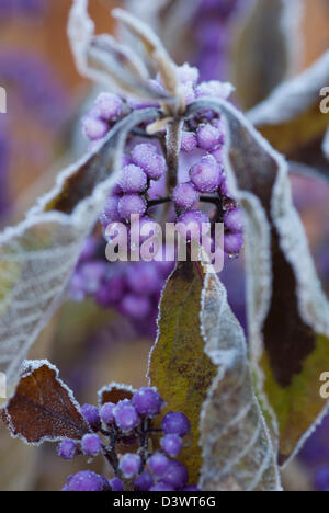 CALLICARPA BODINIERI VAR GIRALDII FÜLLE MIT SATINIERTEM BEEREN Stockfoto