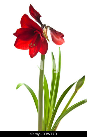 AMARYLLIS ROT LION Stockfoto