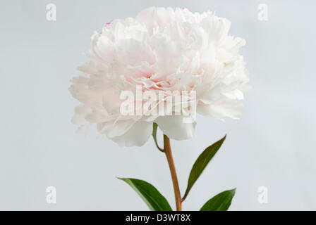 PAEONIA LACTIFLORA SARAH BERNHARDT Stockfoto