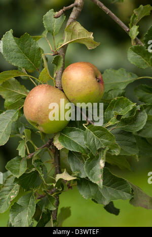 MALUS DOMESTICA SONNENUNTERGANG Stockfoto