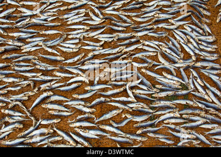 Tausende VON SARDINEN SONNE GETROCKNET AN EINEM TROPISCHEN STRAND SRI LANKA Stockfoto