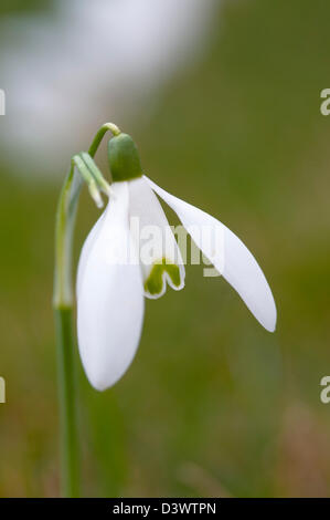 GALANTHUS NIVALIS Stockfoto