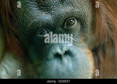 ein Orang-Utang Gesicht Nahaufnahme Stockfoto