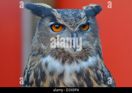 Europäische Uhus im London Zoo, London UK. Stockfoto