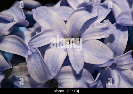 Schließen Sie Details der Blütenblätter, Hyazinthe ein Frühlingsblumen Stockfoto