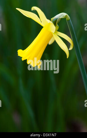 NARCISSUS PEEPING TOM Stockfoto