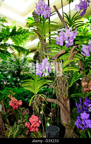 Shangri-La Hotel-Lobby, Garden Wing, 5-Sterne-Hotel, schöne Orchideen, Bäume, Blume zeigt, Blüte hängende Pflanzen Singapur Stockfoto