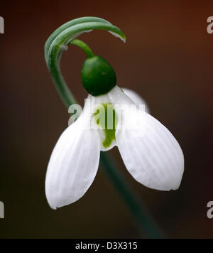 Galanthus Nivalis drei 3 Blätter Snowdrop Schneeglöckchen Winter Closeup Pflanze Porträts weiß grünen Markierungen, die Blumen Blüten blühen Stockfoto