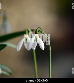 Galanthus Merlin Snowdrop Schneeglöckchen winter Closeup Pflanze Porträts weiß grünen Markierungen Blumen Blüten blühen Frühling Blumenzwiebel Stockfoto