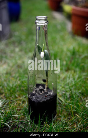 Galanthus Nivalis Schneeglöckchen wachsen alt klar Glas Flasche ungewöhnliche Topf Container Recycling recycling Reclaim Gartenarbeit unterscheiden sich Stockfoto