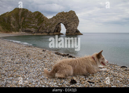 Hund am Strand von Durdle Door, dem Wahrzeichen Kalkstein Bogen westlich von Lulworth Cove auf Englands Jurassic Coast. Stockfoto