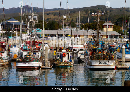 Die Fischereiflotte im Hafen an einem Pfeiler Punkt, Half Moon Bay an der nördlichen kalifornischen Küste Stockfoto