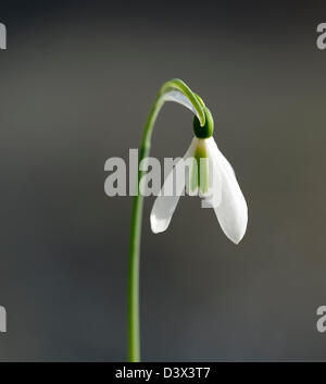 Galanthus Merlin Snowdrop Schneeglöckchen winter Closeup Pflanze Porträts weiß grünen Markierungen Blumen Blüten blühen Frühling Blumenzwiebel Stockfoto