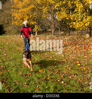 Eine Frau stand auf einem speziell entwickelten Roller, gezogen von einem Schäferhund-Hund Stockfoto