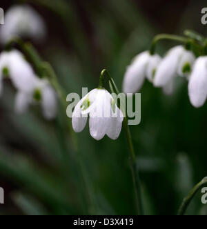 Galanthus Ophelia Snowdrop Schneeglöckchen winter Closeup Pflanze Porträts weiß grünen Markierungen Blumen Blüten blühen Frühling Birne Stockfoto