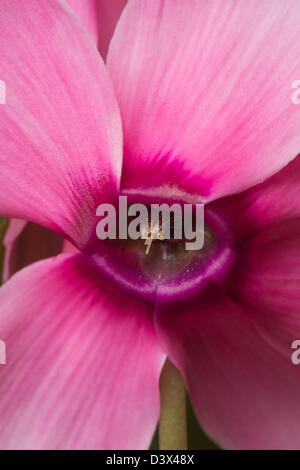 Blumenstrauß Candy rosa Alpenveilchen Pflanze mit invertierten Blütenblätter zeigen nach oben, während die Blume Felge Gesicht nach unten zeigt Stockfoto