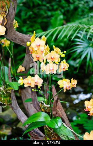 Shangri-La Hotel-Lobby, Garden Wing, 5-Sterne-Hotel, schöne Orchideen, Bäume, Blume zeigt, Blüte hängende Pflanzen Singapur Stockfoto