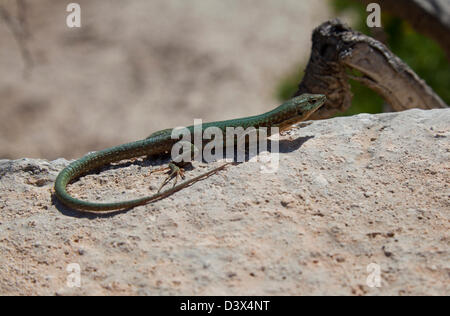 Maltesische Mauereidechse oder Filfola-Eidechse Podarcis Filfolensis Malta Stockfoto