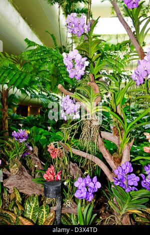 Shangri-La Hotel-Lobby, Garden Wing, 5-Sterne-Hotel, schöne Orchideen, Bäume, Blume zeigt, Blüte hängende Pflanzen Singapur Stockfoto