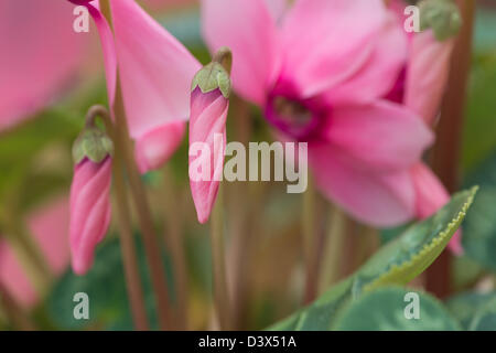 Blumenstrauß Candy rosa Alpenveilchen Pflanze mit invertierten Blütenblätter zeigen nach oben, während die Blume Felge Gesicht nach unten zeigt Stockfoto