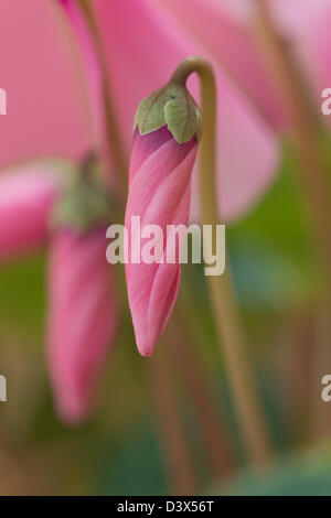 Blumenstrauß Candy rosa Alpenveilchen Pflanze mit invertierten Blütenblätter zeigen nach oben, während die Blume Felge Gesicht nach unten zeigt Stockfoto