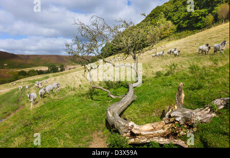 Schafbeweidung in das Loch des Horcum, North York Moors National Park, Goathland, Yorkshire, Großbritannien. Einen strahlenden Sommertag. Stockfoto