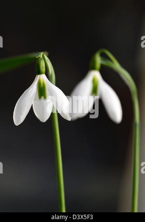 Galanthus Merlin Snowdrop Schneeglöckchen winter Closeup Pflanze Porträts weiß grünen Markierungen Blumen Blüten blühen Frühling Blumenzwiebel Stockfoto