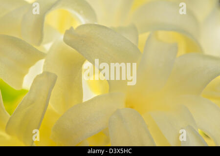 Schließen Sie Details der Blütenblätter, Hyazinthe ein Frühlingsblumen Stockfoto