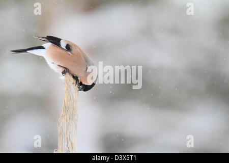 Eurasische Gimpel (Pyrrhula Pyrrhula) und Schnee. Fotografiert in Västerbotten, Schweden Stockfoto
